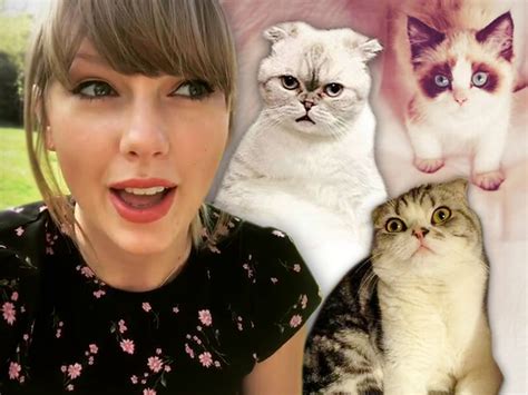 ‘A Taylor Swift Fan’: Taylor Swift-loving cat with unique name now up for adoption